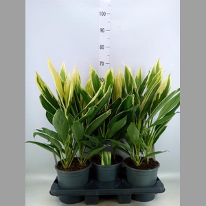 Cordyline fruti. 'Conga'