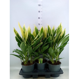 Cordyline fruti. 'Conga'