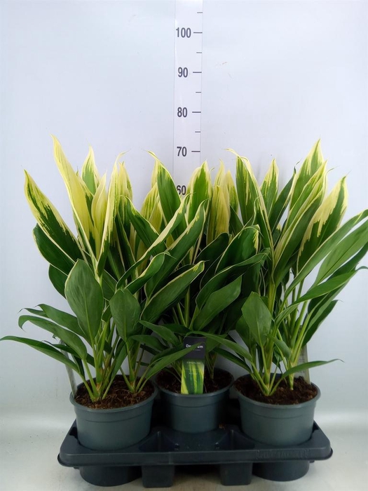 <h4>Cordyline fruti. 'Conga'</h4>