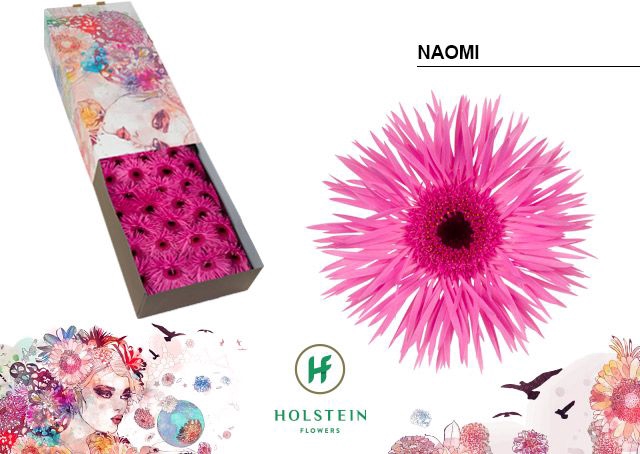 <h4>Gerbera Spider Naomi Half doos</h4>