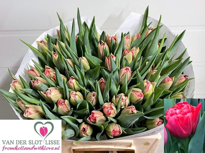 <h4>TU DU DOUBLE TWIST</h4>