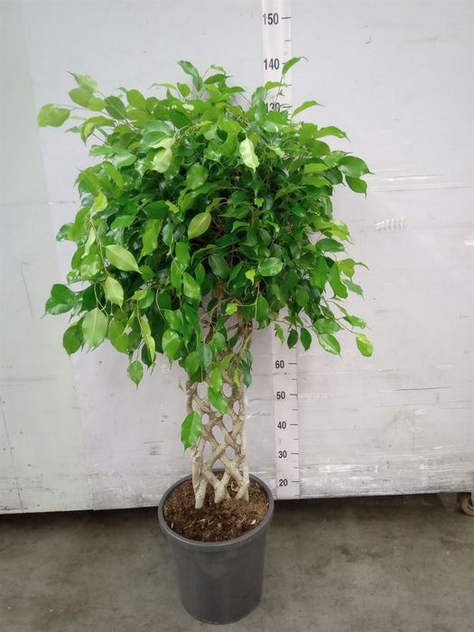 <h4>Ficus benja.   ...special shapes</h4>