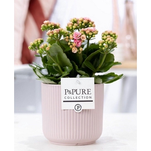 Kalanchoe pink in P&PURE Sophie ceramics pink
