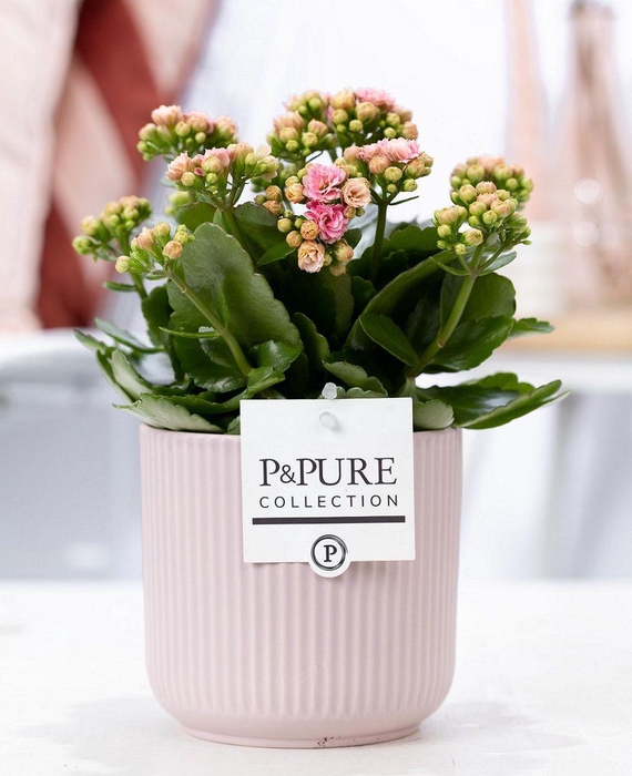 <h4>Kalanchoe pink in P&PURE Sophie ceramics pink</h4>