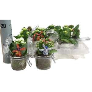 ARR KALANCHOE