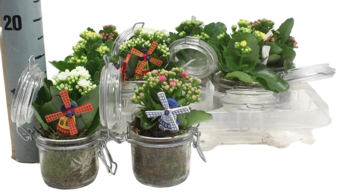 <h4>ARR KALANCHOE</h4>