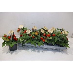 Tomatenplanten