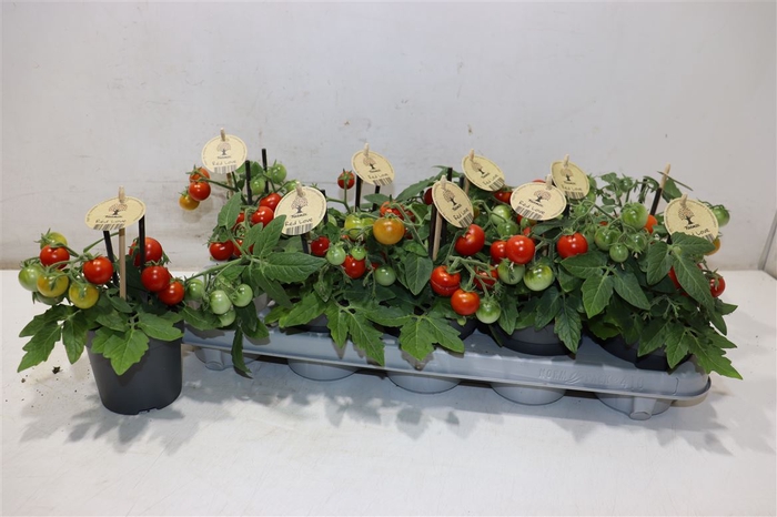 <h4>Tomatenplanten</h4>