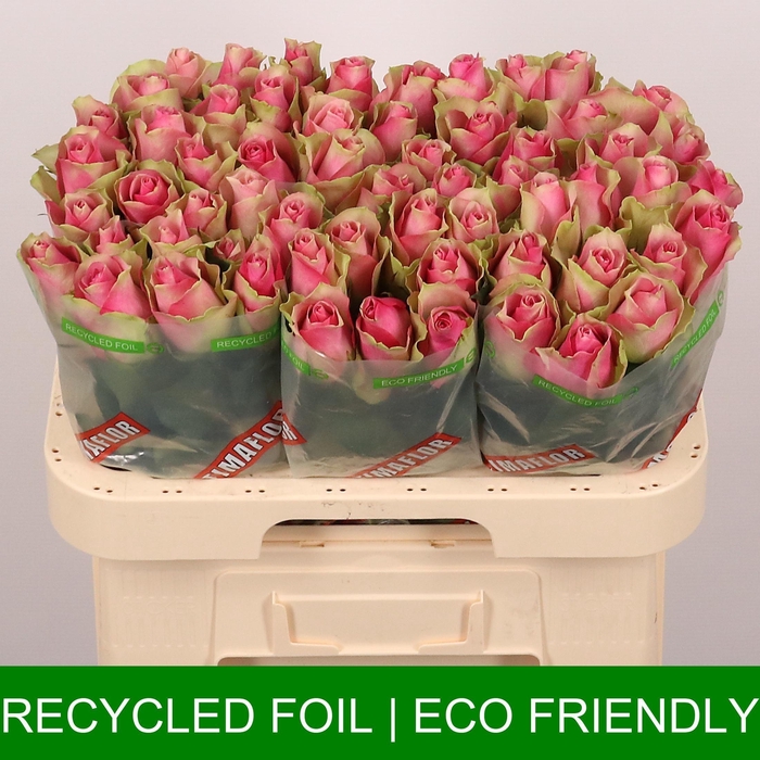 <h4>R Gr Bellevue</h4>