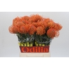 Nutans Ayoba Mandarin Zest