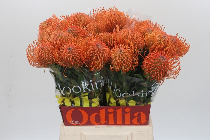 Nutans Ayoba Mandarin Zest