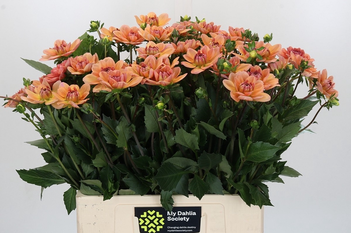 <h4>Dahlia Yvonne Geerlings</h4>