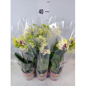 Phalaenopsis multi. 'FC Dp Secret'
