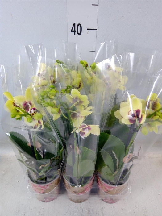 <h4>Phalaenopsis multi. 'FC Dp Secret'</h4>