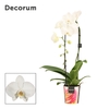 Phalaenopsis overig wit