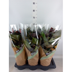 Anthurium andr. 'Beauty Black'