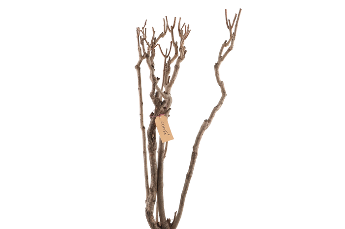 <h4>Syringa Branch Extra Frere</h4>