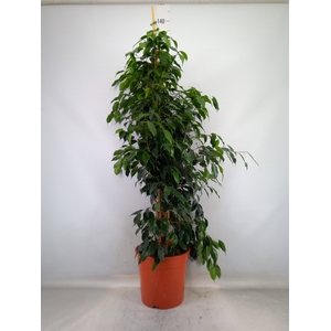 Ficus benja. 'Danielle'