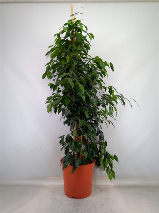 <h4>Ficus benja. 'Danielle'</h4>