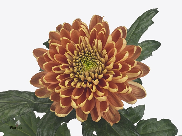 CHR G ROSS DA ORANGE