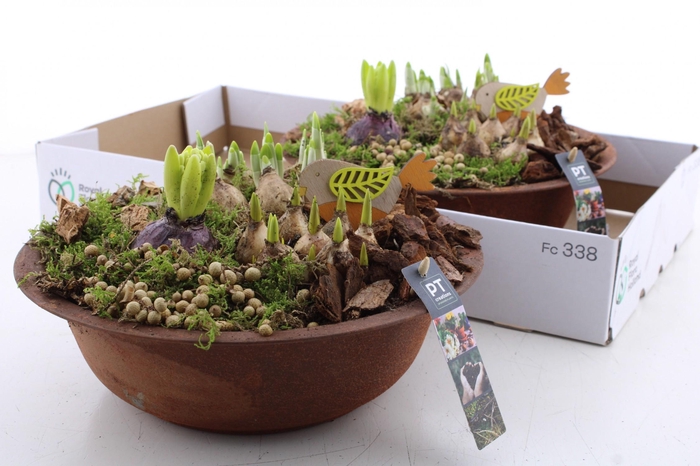 <h4>BOLBLOEMEN OV</h4>