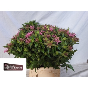 MONARDA OV