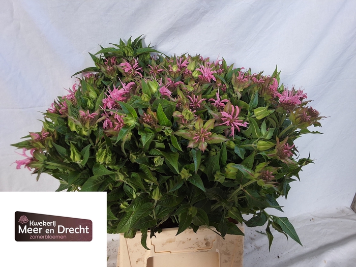<h4>MONARDA OV</h4>