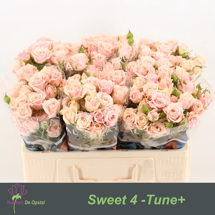 <h4>R TR SWEET 4 TUNE+</h4>