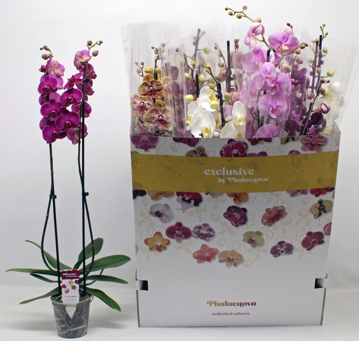 <h4>PHAL GEM 10 KL</h4>