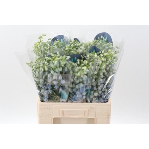 Delph Du Guard Laven