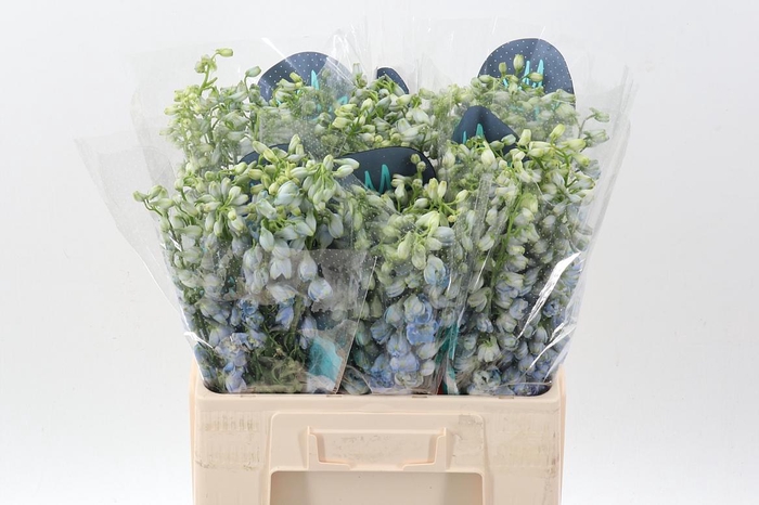 <h4>Delph Du Guard Laven</h4>