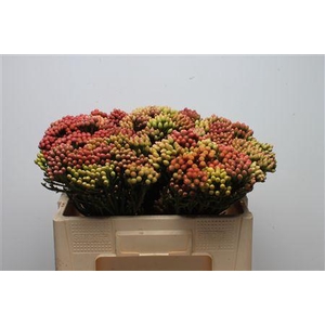 Kaaps Brunia Red Medium