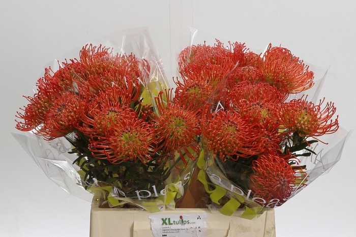 <h4>Nutans Succession</h4>