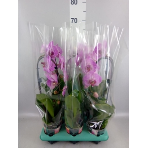 Phalaenopsis   ...