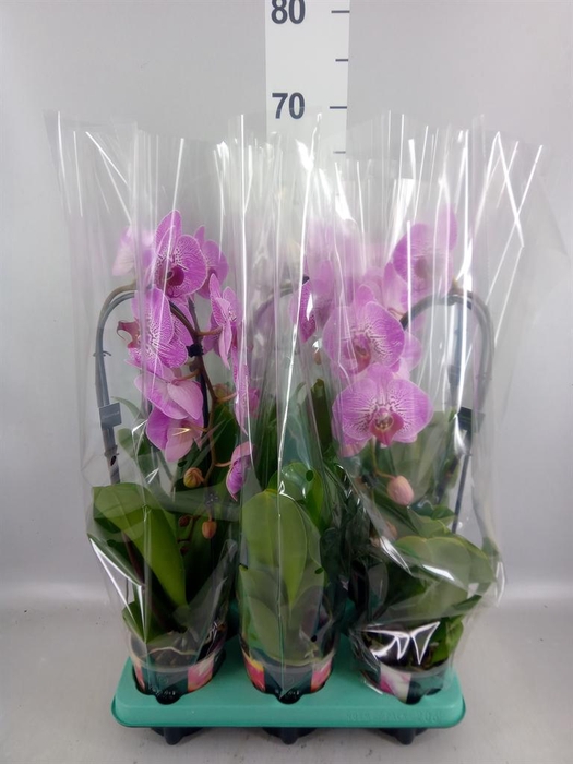<h4>Phalaenopsis   ...</h4>