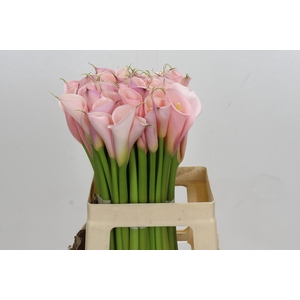 Zantedeschia Eydolls Pink