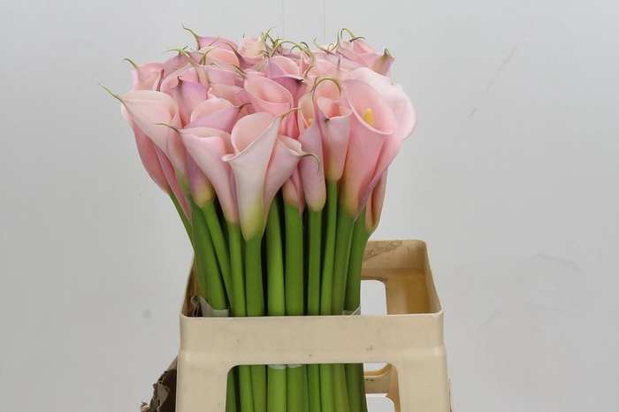 <h4>Zantedeschia Eydolls Pink</h4>