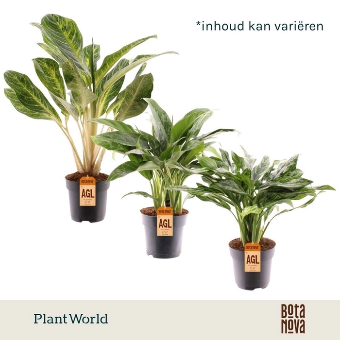 <h4>Aglaonema gemengd</h4>