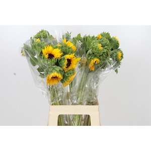Helianthus Orange Fire