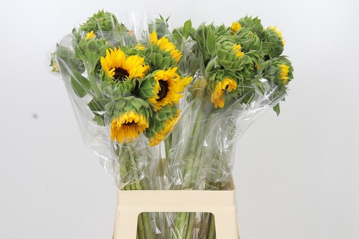 <h4>Helianthus Orange Fire</h4>
