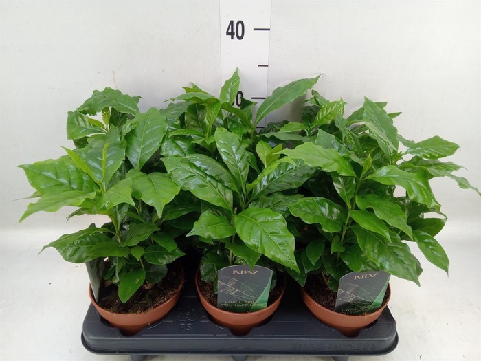 <h4>Coffea arabica</h4>