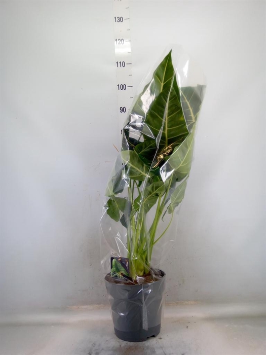 <h4>Alocasia   ...</h4>