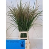 Pennisetum Karley Roze