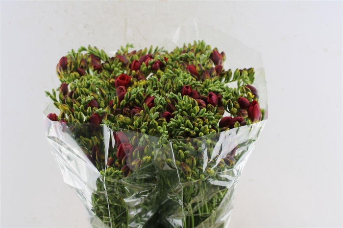 <h4>Fr Du Red Beauty</h4>