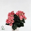 !! PROMO !! BEGONIA PINK NETJA P9