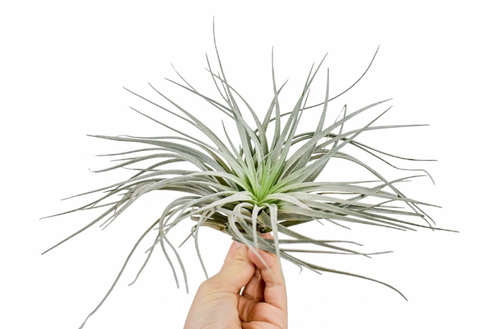 <h4>tillandsia silver</h4>