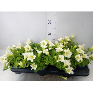 Petunia  'Surfinia Yellow'