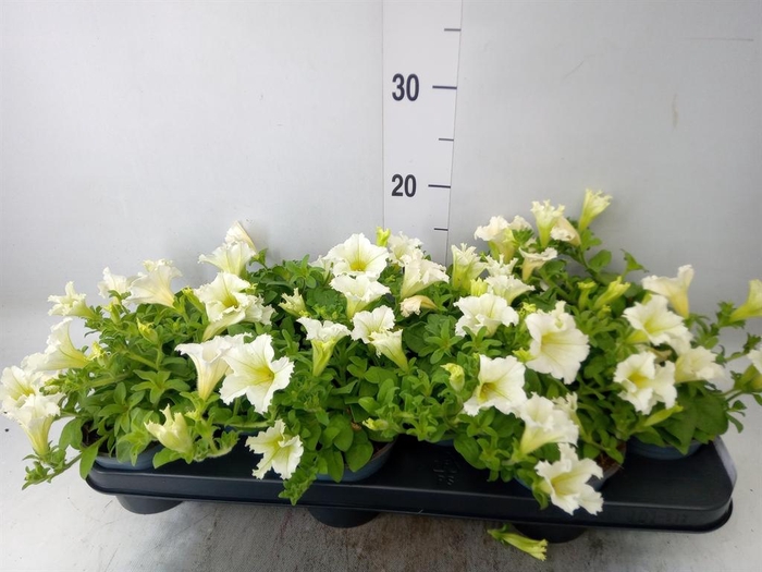<h4>Petunia  'Surfinia Yellow'</h4>
