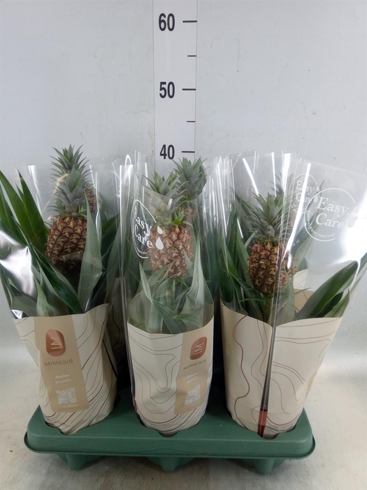 <h4>Ananas  'Rosita'</h4>