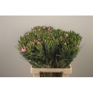 Clarkia Am Gr Rose Pink